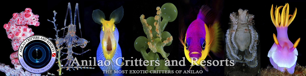 Anilao critters and dive resort